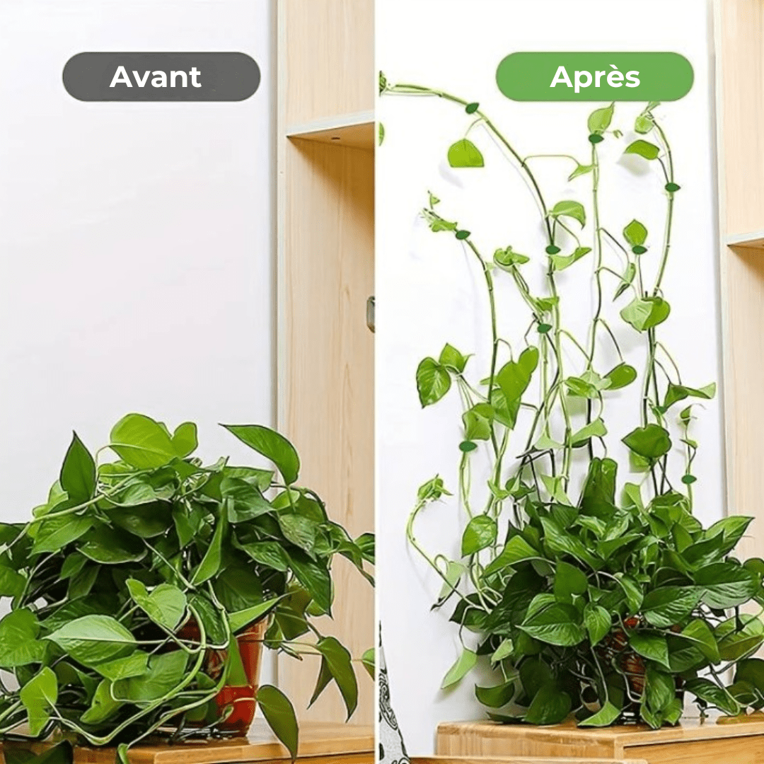 Supports Muraux Décoratifs pour Plantes