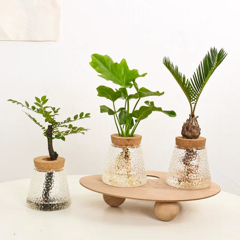 Vase Volcanique Hydroponique Artistique