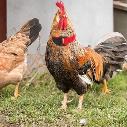 Collier Anti-Cri Réglable pour Poulets