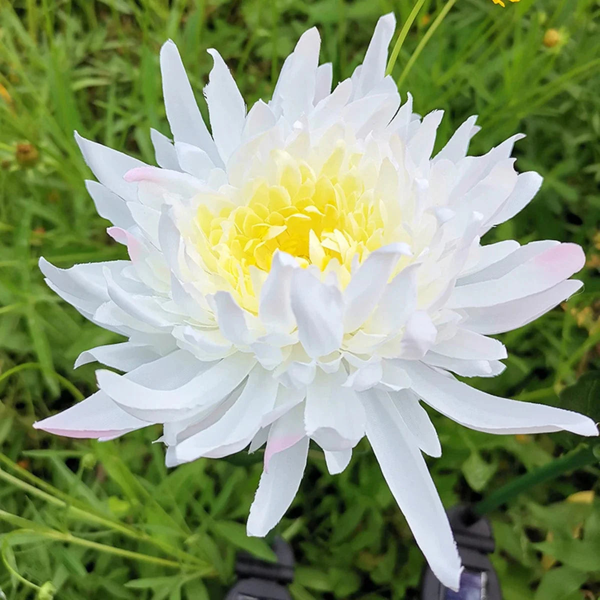 Lampe Solaire Chrysanthème Éclatante