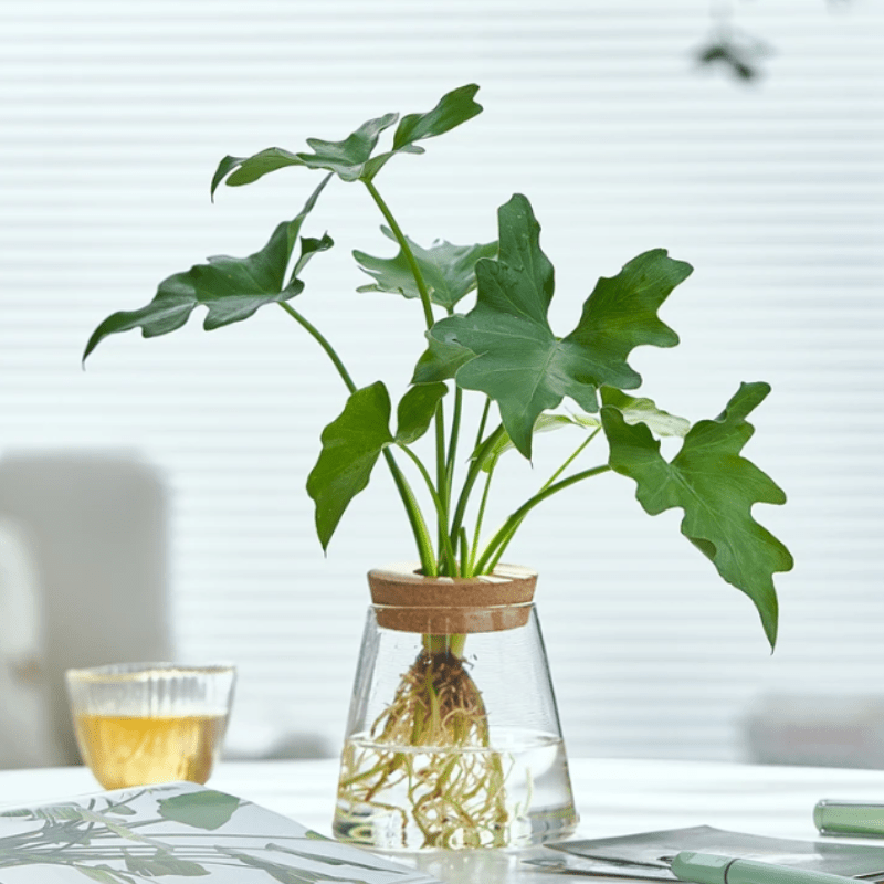 Vase Volcanique Hydroponique Artistique