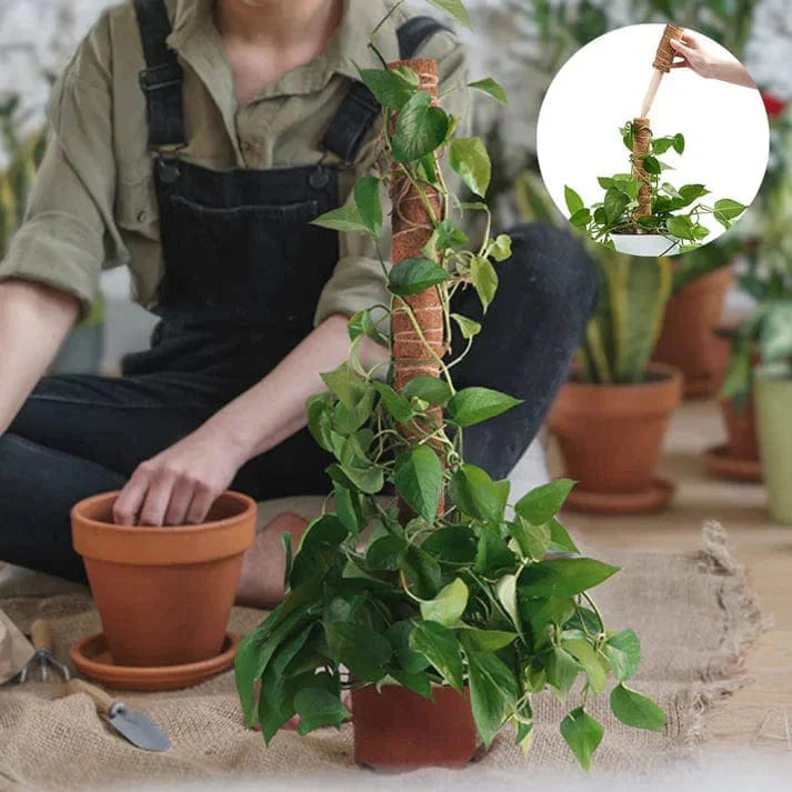 Tuteur pour Plante Grimpante Robuste (+50m de Ficelle Offert)