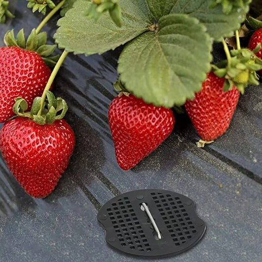 Piquet de Paillage de Jardin Métallique Robuste (30 Pièces + 10 Offertes)