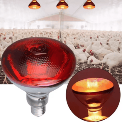 Lampe Chauffante à Infrarouge pour Poulailler