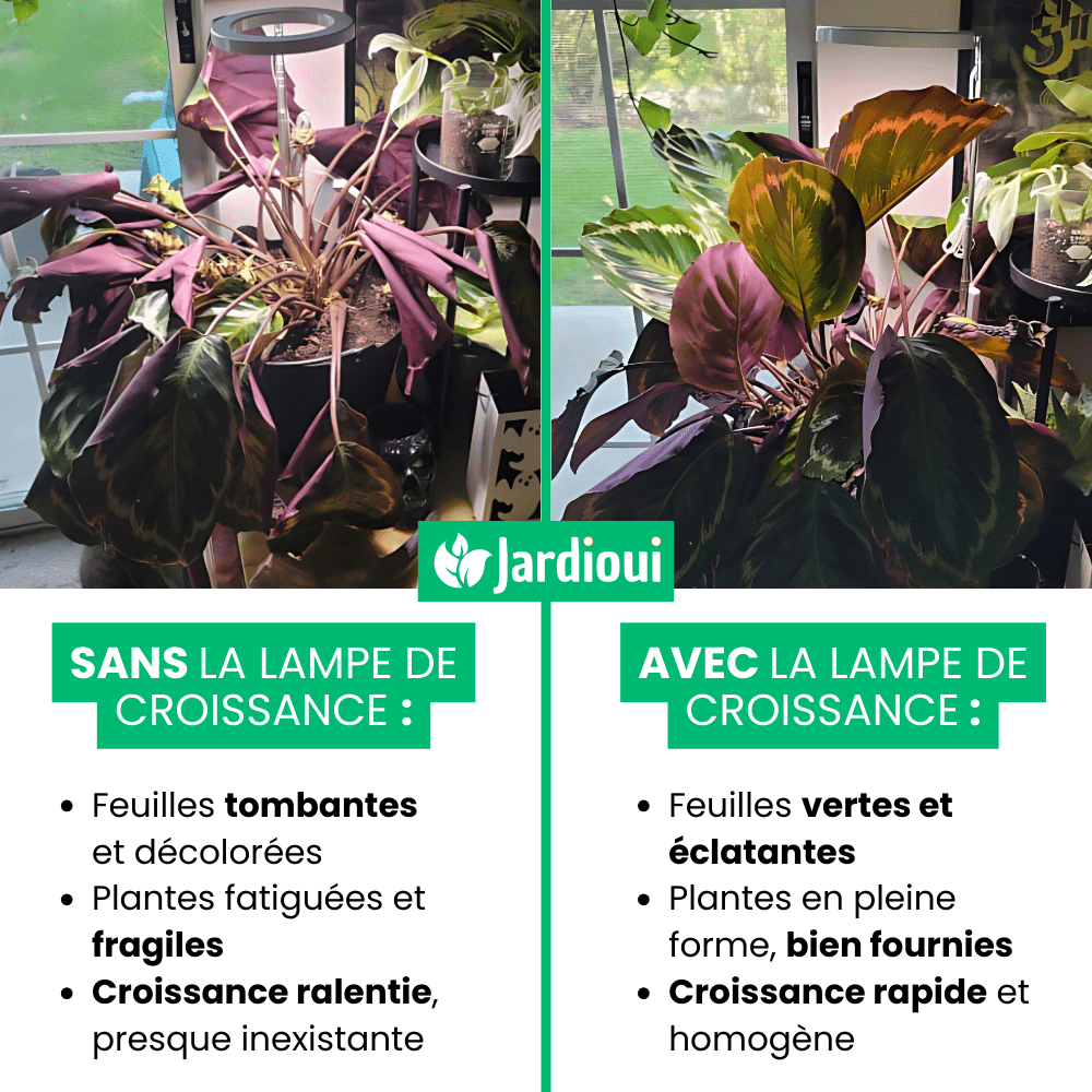 Lampe de Croissance LED d'Intérieur (Lot de 2+1 Offerte)