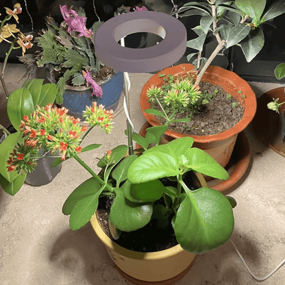 Lampe de Croissance LED d'Intérieur (Lot de 2+1 Offerte)