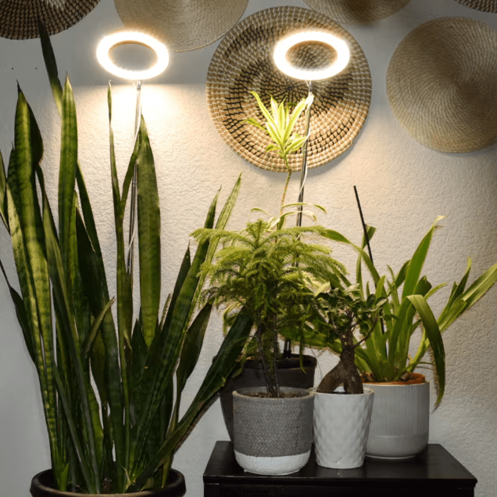 Lampe de Croissance LED d'Intérieur (Lot de 2+1 Offerte)