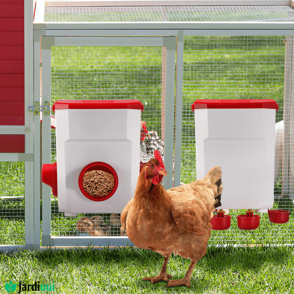 Mangeoire et Abreuvoir Poule Automatique