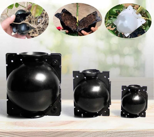 Boules d'enracinement de plantes (lot de 5)