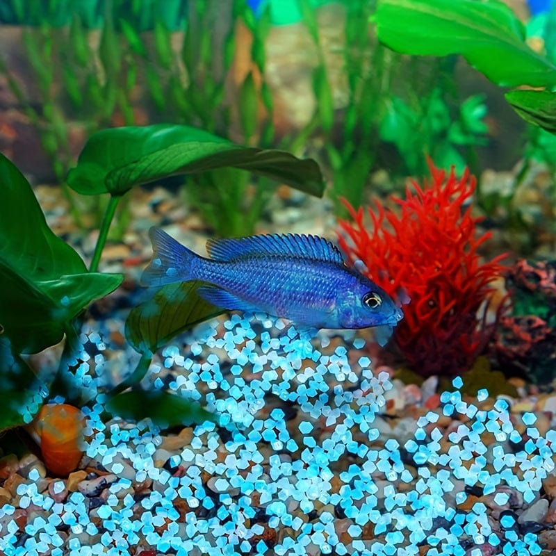 Pierres phosphorescentes Haut de gamme pour Décoration (Lot de 250 + 50 Offertes)