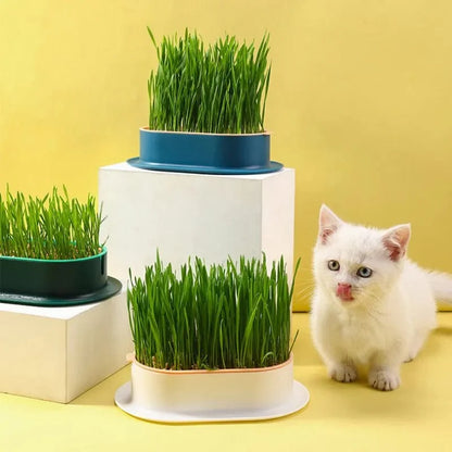 Plateau Innovant de Germination (+Sachet de Graines d'Herbe à Chat Offert)