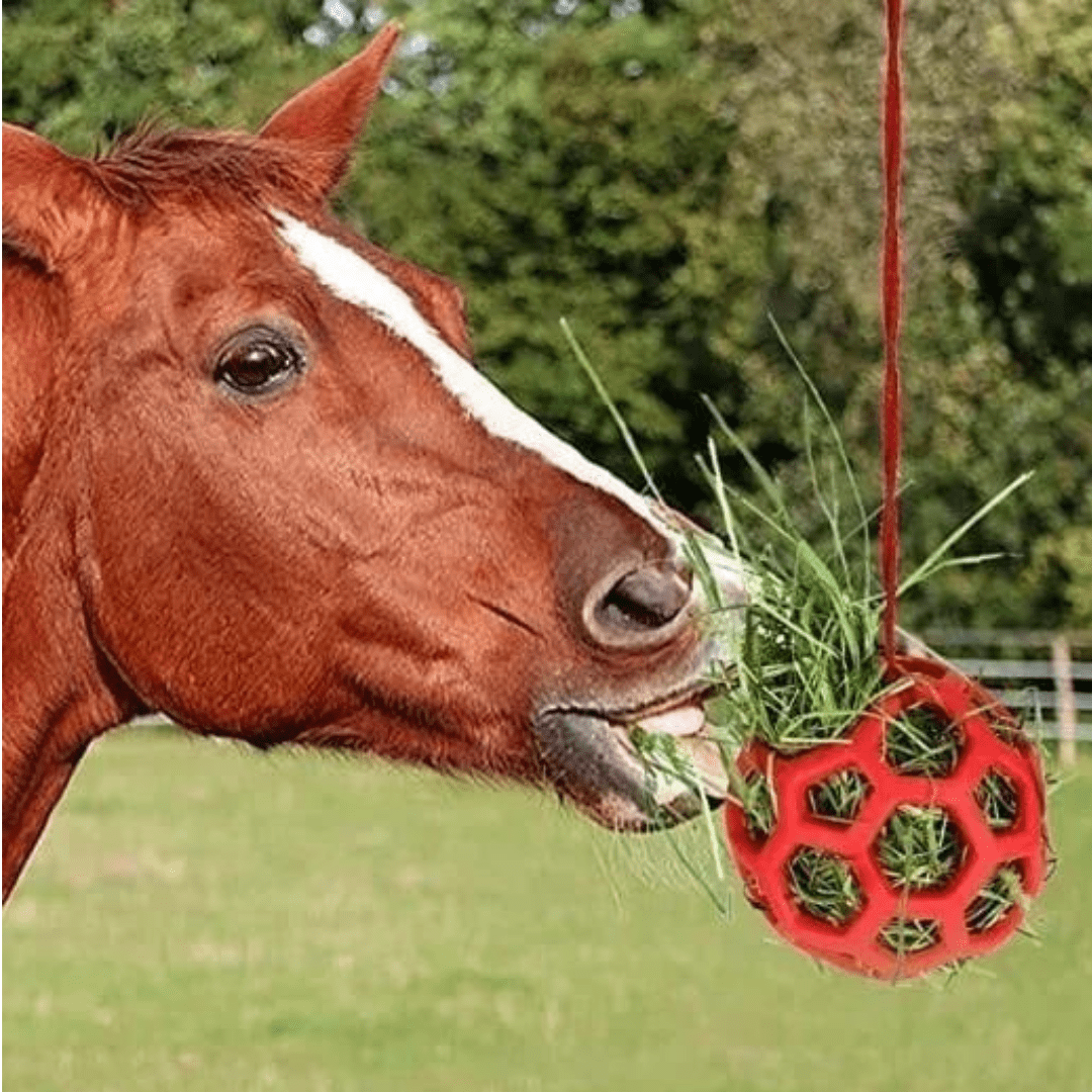 Balle Mangeoire Universelle pour Animaux