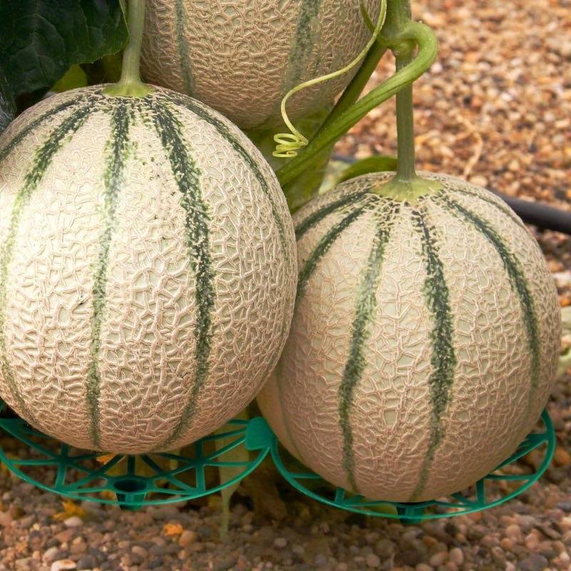 Support de Croissance Premium pour Fruits et Légumes Rampants